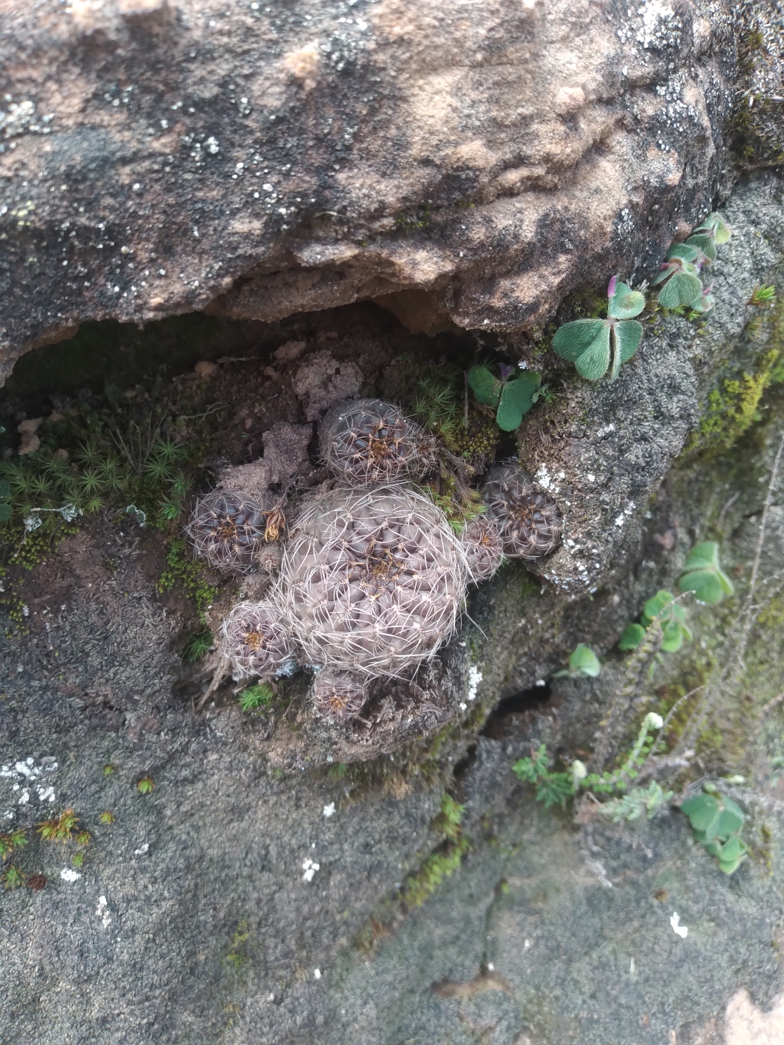 Weingartia steinbachii