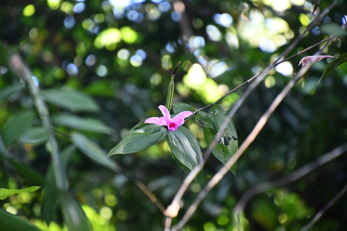 Sobralia decora image