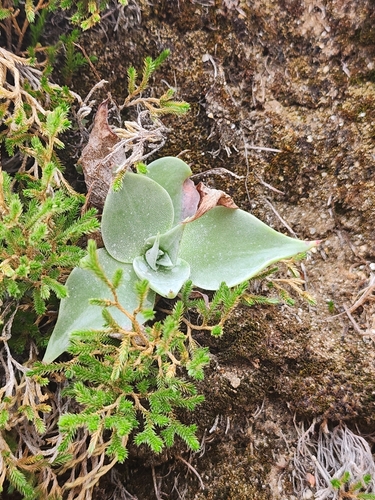 Dudleya arizonica