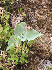 Dudleya arizonica