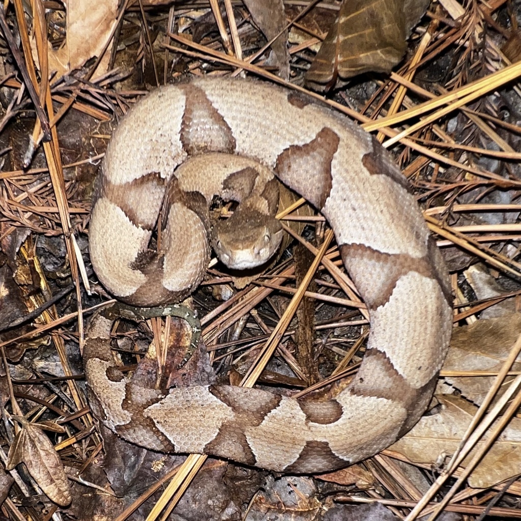 Eastern Copperhead In January 2024 By Thesnakefromthelemma INaturalist   Large 