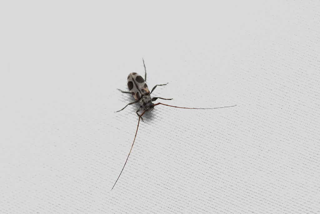 Lepturges insignis