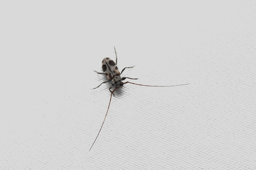 Lepturges insignis
