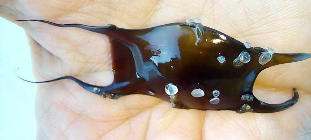 Ray (Psammobatis extenta) — Arhynchobatidae