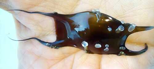 Ray (Psammobatis extenta) — Arhynchobatidae