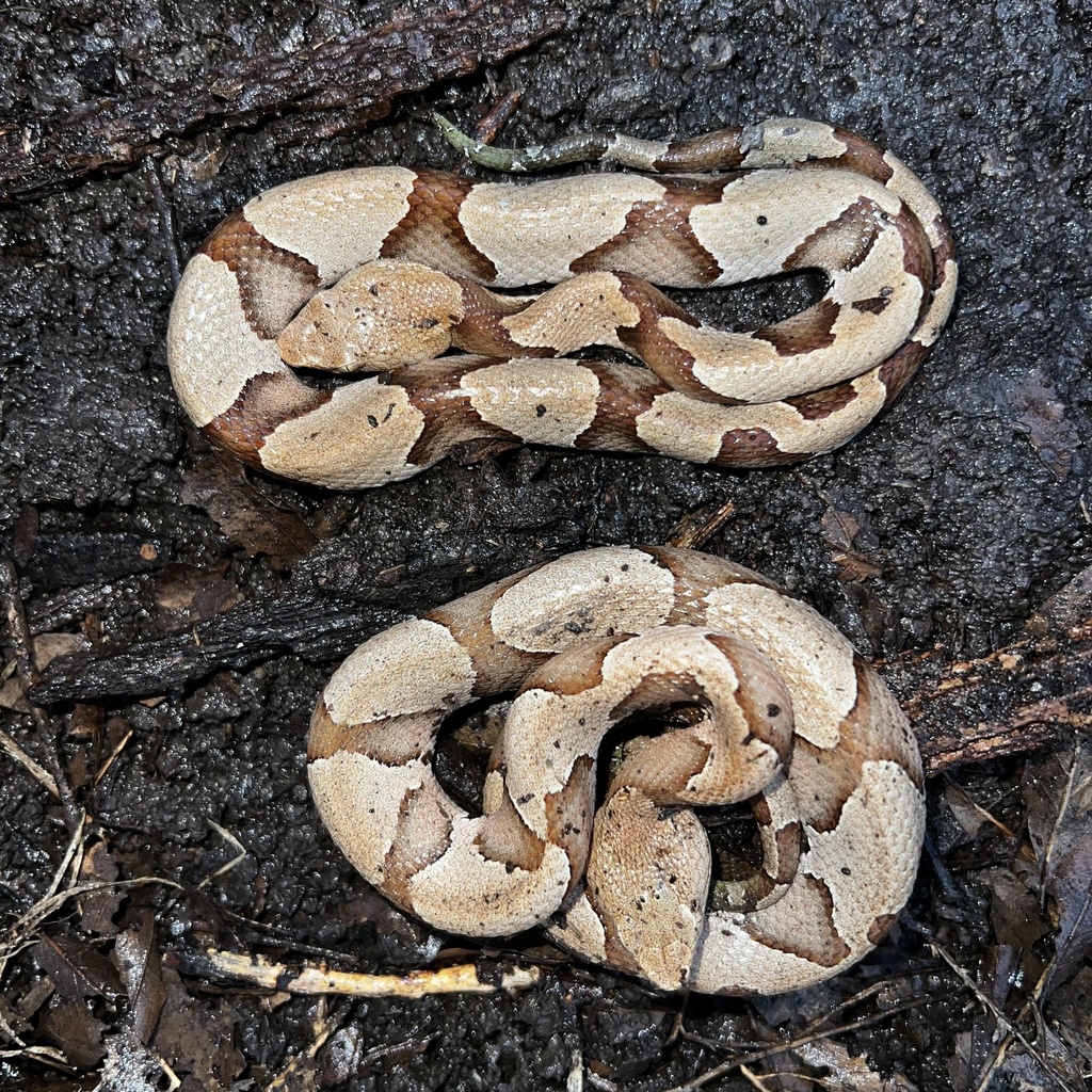 Eastern Copperhead In January 2024 By Thesnakefromthelemma Bottom One   Large 