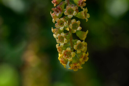 Ribes punctatum, photograph 1