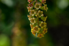 Ribes punctatum, photograph Jorge Herreros de Lartundo, CC BY, iNaturalist via GBIF