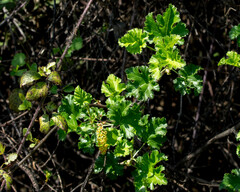 Ribes punctatum