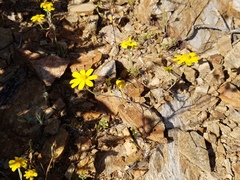 Eriophyllum ambiguum