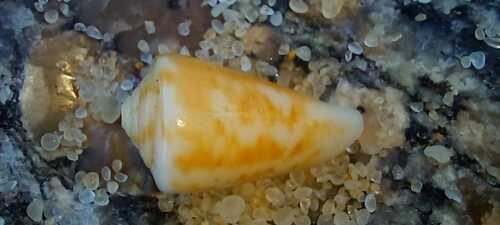 Conus lemniscatus, 2024-01-07