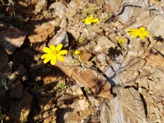 Eriophyllum ambiguum