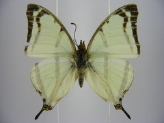 Polyura kahldeni