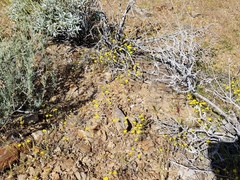 Eriophyllum ambiguum