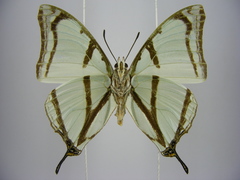 Polyura kahldeni