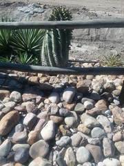 Ferocactus herrerae