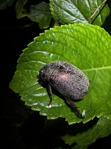 Crathoplus squamiferus