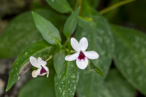 Pseuderanthemum bicolor observed 2024-01-05