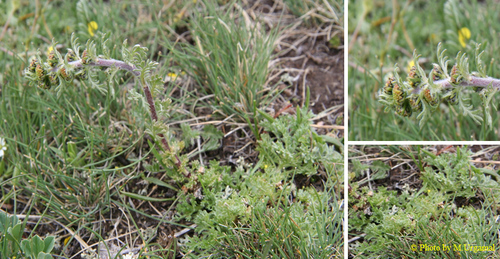 Rock Wormwood (Artemisia rupestris)