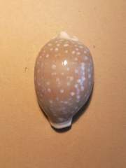 Lyncina camelopardalis