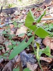 Aristolochia pallida