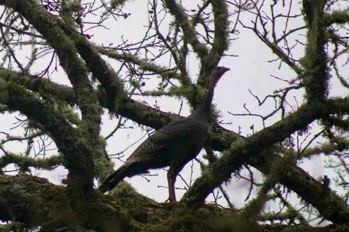 iNaturalist observation photo of Wild Turkey