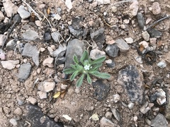 Cryptantha crassisepala