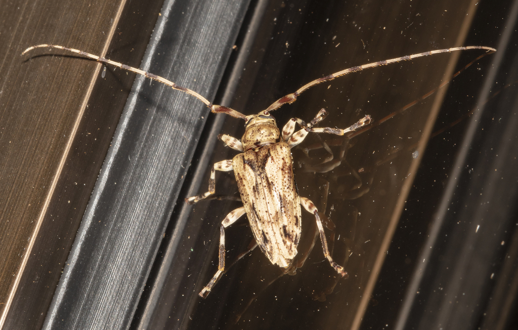Nealcidion adjunctum