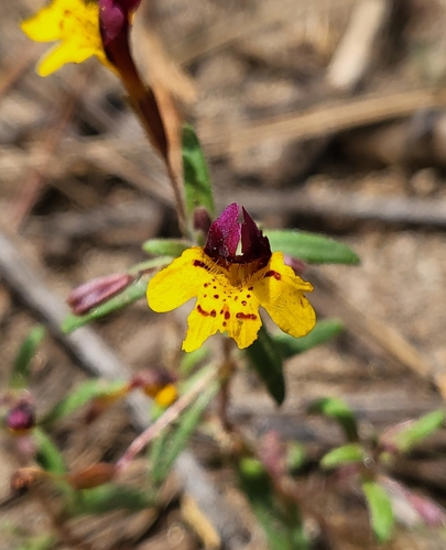 Image of Erythranthe barbata by (c) Nicole, some rights reserved (CC BY)