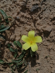 Hibiscus aethiopicus