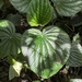 Peperomia rupicola - Photo (c) Nicolás Baresch Uribe, some rights reserved (CC BY), uploaded by Nicolás Baresch Uribe
