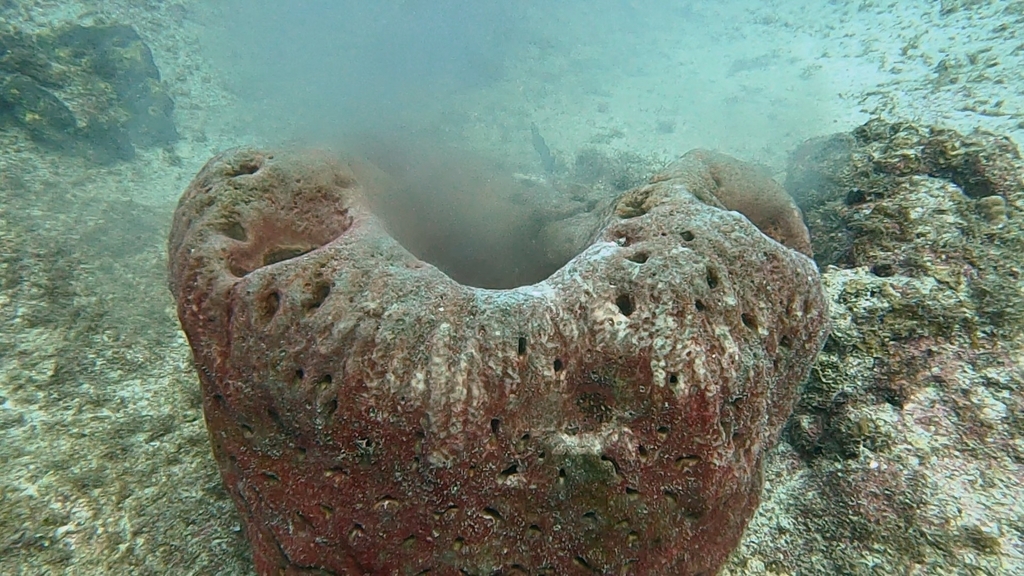 Geodia neptuni