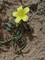 Hibiscus aethiopicus
