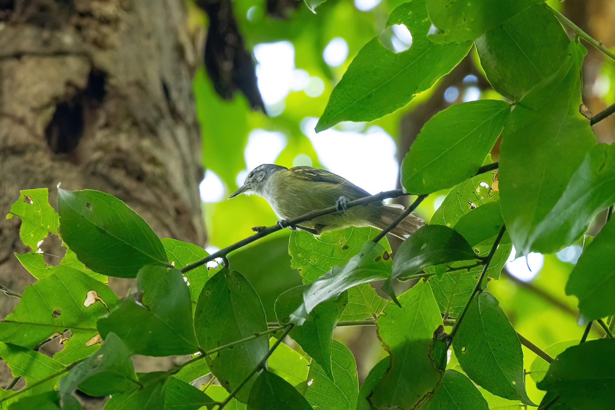 Chestnut-shouldered Antwren illustration
