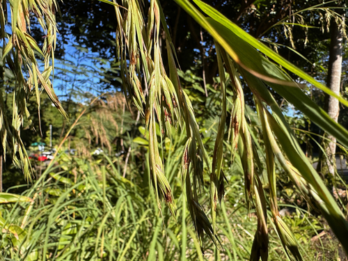 Image of Themeda villosa by no rights reserved