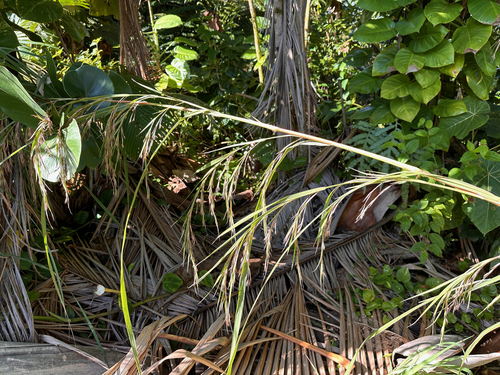 Image of Themeda villosa by no rights reserved