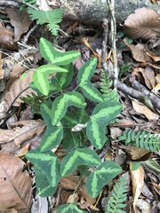 Passiflora apetala image