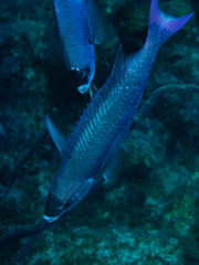 Creole Wrasse