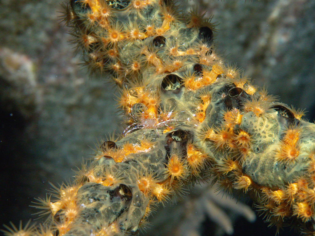 Green Finger Sponge
