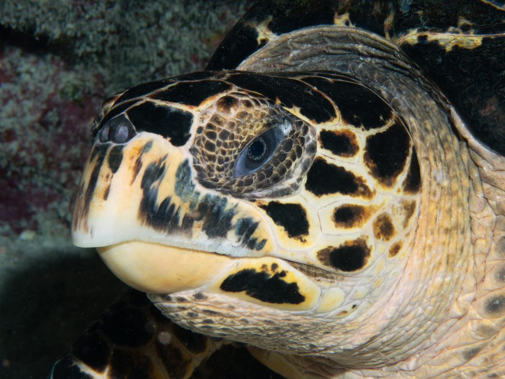 Hawksbill turtle