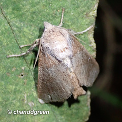 Griseothosea fasciata