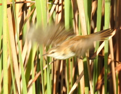 Bradypterus baboecala