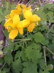 Chelidonium asiaticum