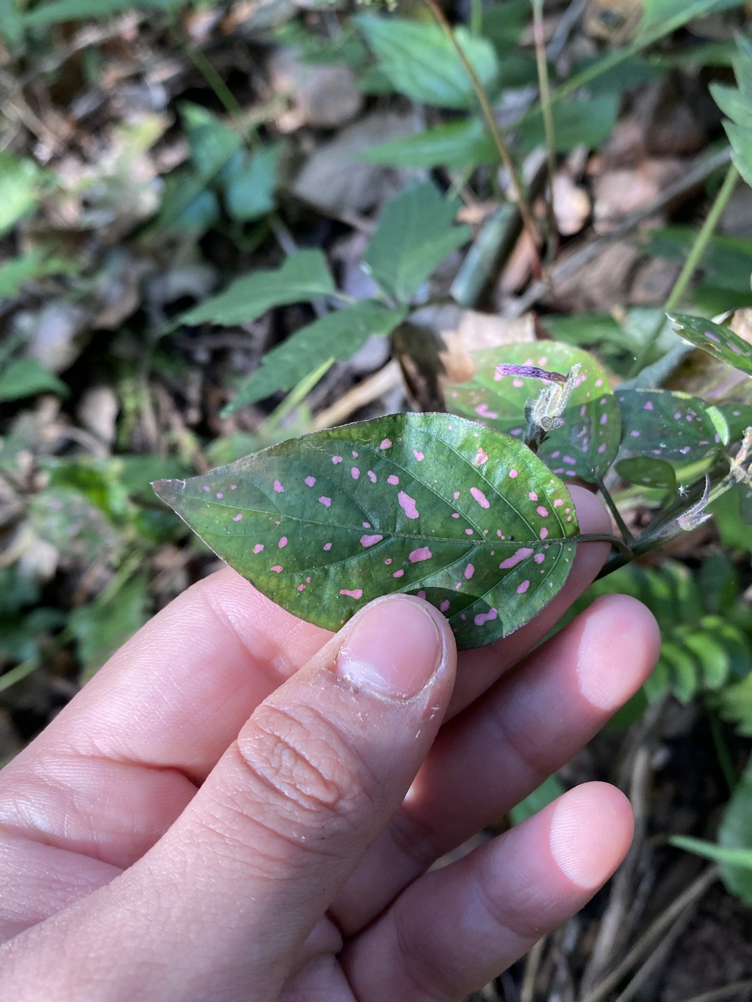 Imagem de Planta-pintada