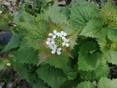 Alliaria petiolata