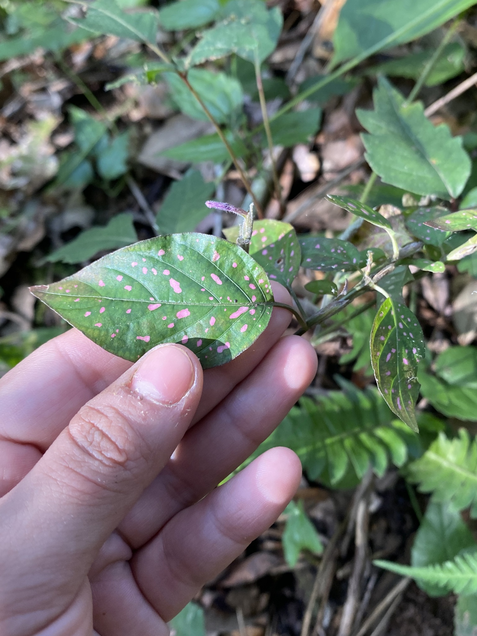 Imagem de Planta-pintada