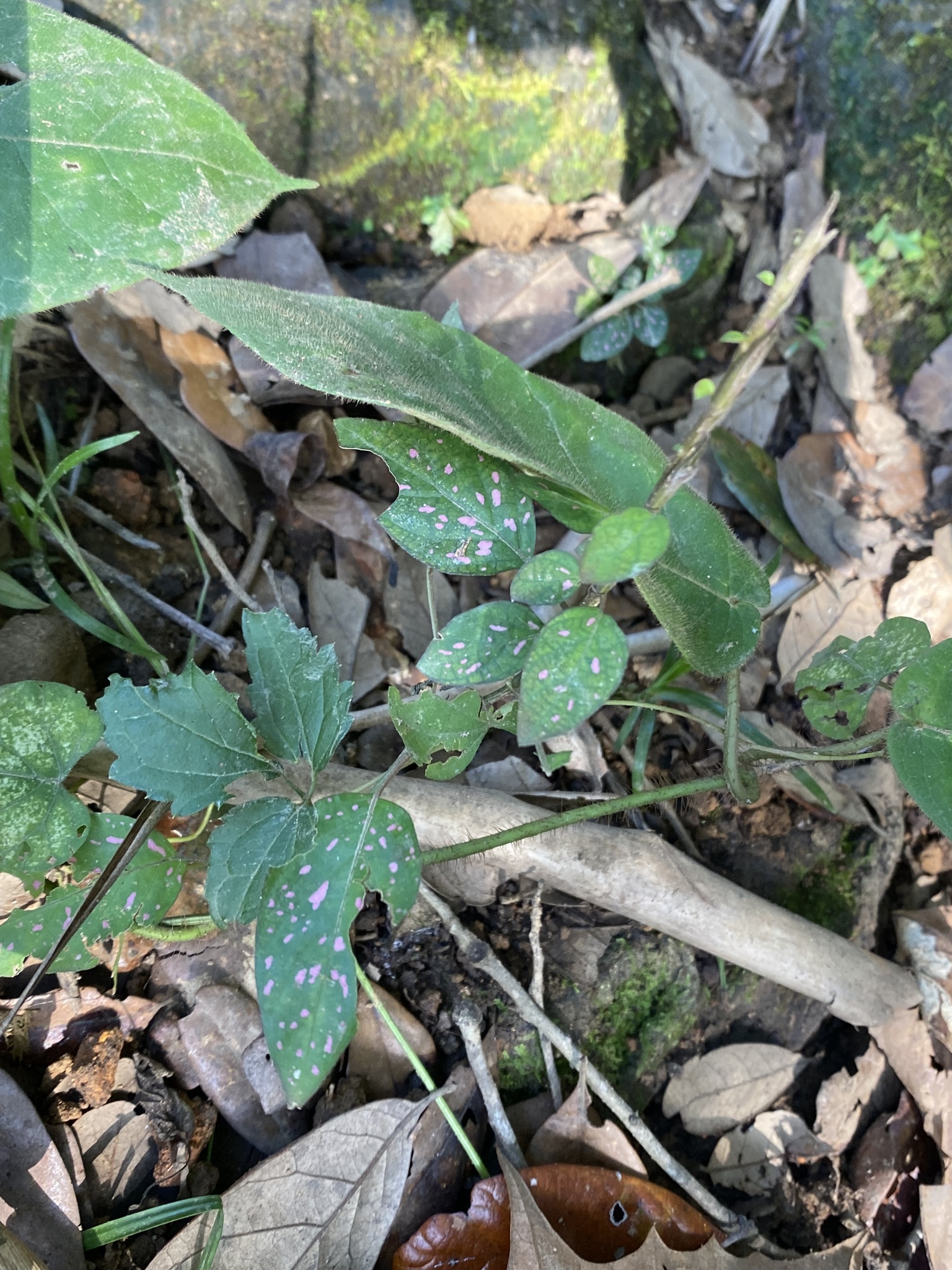 Imagem de Planta-pintada