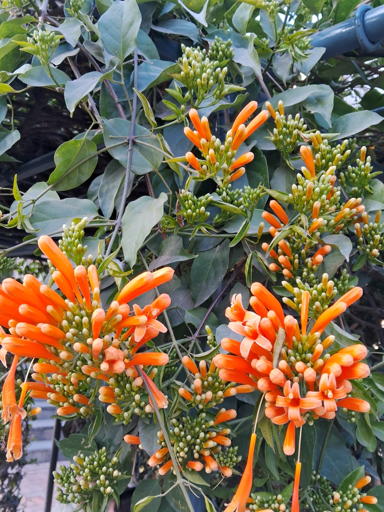 Imagem de Flor-de-são-joão
