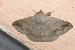 Ericeia congressa
