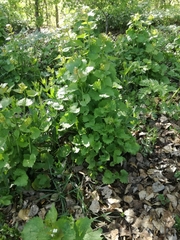 Alliaria petiolata